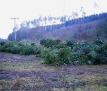 Christbaumaktion 2004_4