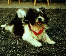 Kärwa 2004_44